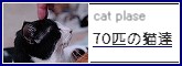 cats plasa 70�C�̔L�B