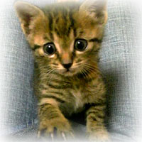 chaki