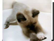 猫の写真,画像