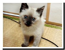 猫の写真,画像