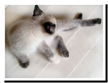 猫の写真,画像