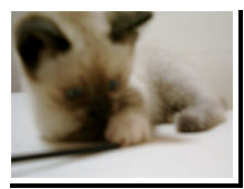 猫の写真,画像