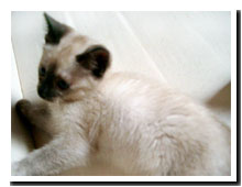 猫の写真,画像