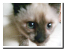 猫の写真,画像