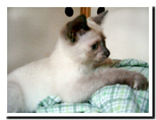 猫の写真,画像