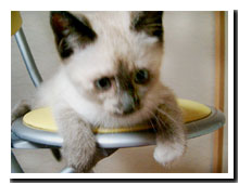猫の写真,画像