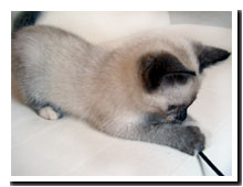 猫の写真,画像