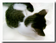 �L�̎ʐ^,�摜