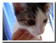 �L�̎ʐ^,�摜