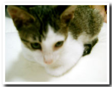 �L�̎ʐ^,�摜