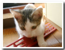 �L�̎ʐ^,�摜