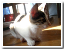 �L�̎ʐ^,�摜