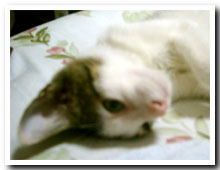 �L�̎ʐ^,�摜