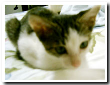 �L�̎ʐ^,�摜