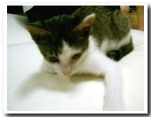�L�̎ʐ^,�摜