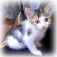 lily