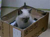 猫の写真,画像