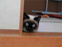 猫の写真,画像