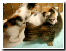 猫の写真,画像