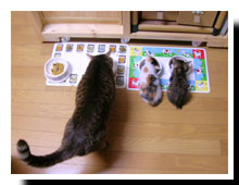 猫の写真,画像