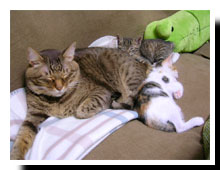 猫の写真,画像