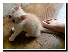 猫の写真,画像