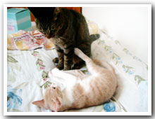 猫の写真,画像
