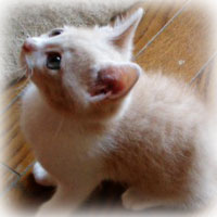 pierre