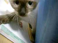 猫の写真,画像
