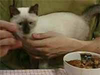 猫の写真,画像