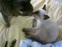 猫の写真,画像