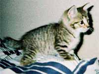 猫の写真,画像