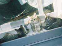 猫の写真,画像