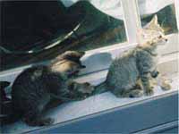 猫の写真,画像