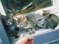 猫の写真,画像