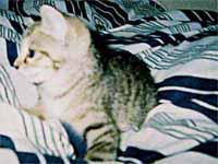 猫の写真,画像