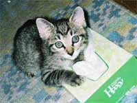 猫の写真,画像