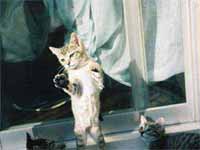 猫の写真,画像