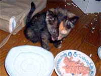 猫の写真,画像