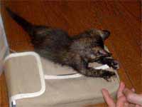 猫の写真,画像