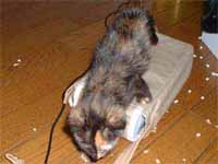 猫の写真,画像