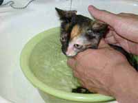 猫の写真,画像