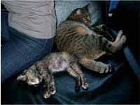 猫の写真,画像