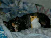猫の写真,画像
