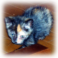 tuki