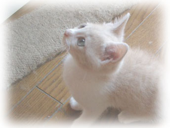 �L�̎ʐ^,�摜