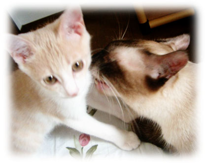 �L�̎ʐ^,�摜