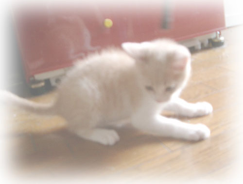 �L�̎ʐ^,�摜