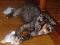 cats