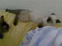cats